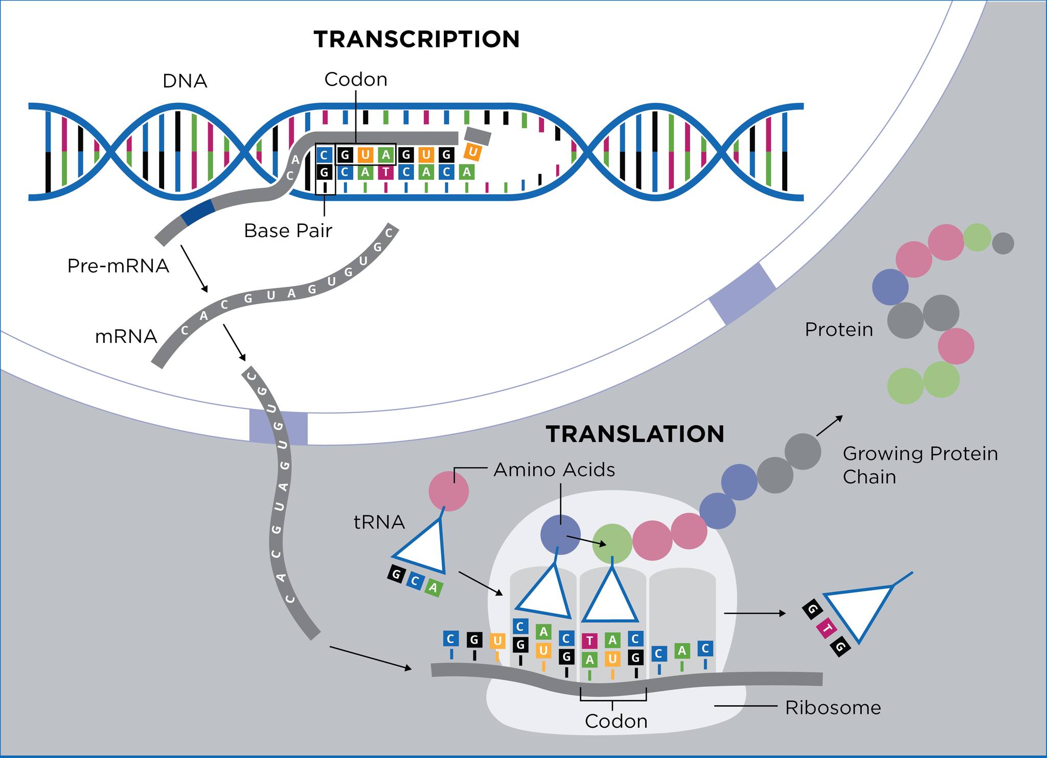 Генетично Оръжие CRISPR CAS9 СТОПИРА 4 КОДОНА