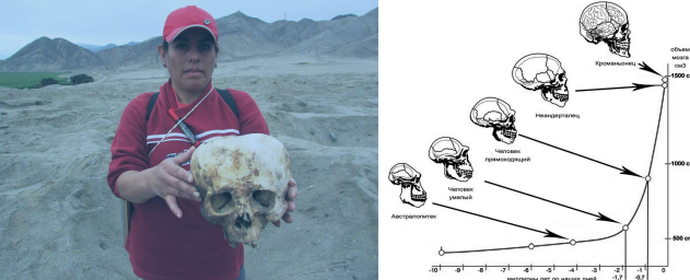 гигантски череп открит в Боливия 